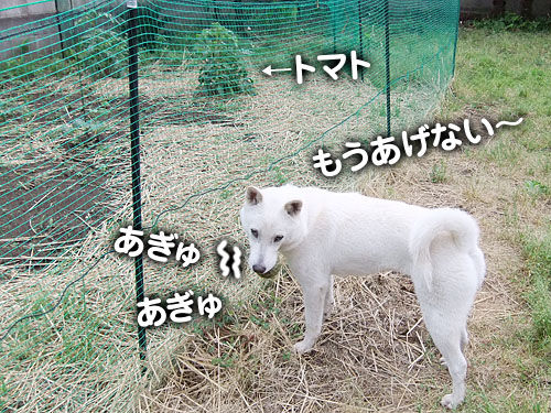 もう行かないっ 大宮の風 もう行かないっ 大宮の風