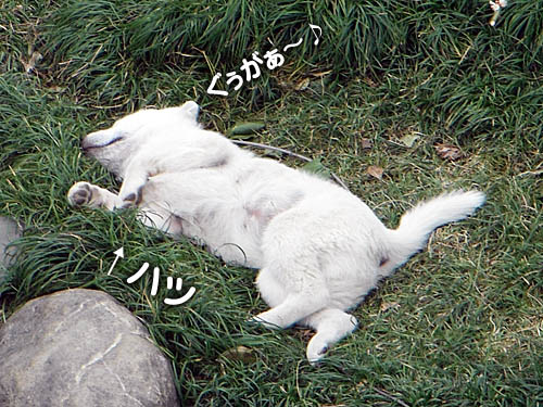 cf4bb3f6.jpg