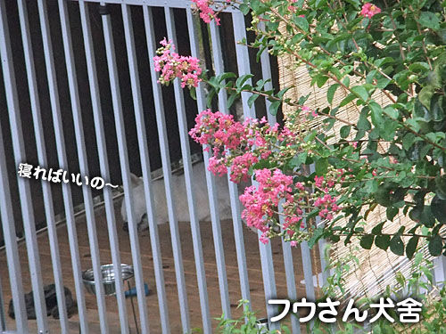 雨のヘリ 大宮の風 雨のヘリ 大宮の風