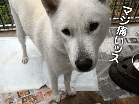2012012103