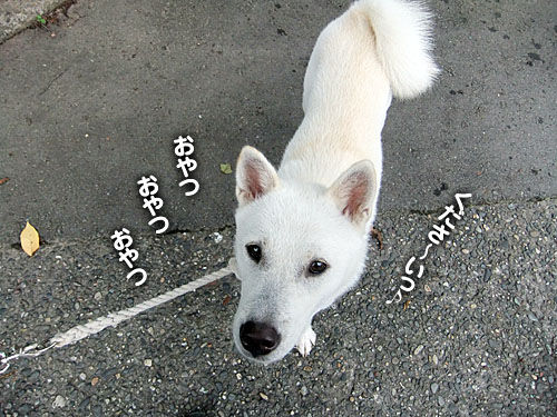 犬猫語完全翻訳機 大宮の風 犬猫語完全翻訳機 大宮の風