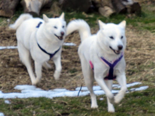 1年で大きくなるじょ : 大宮の風