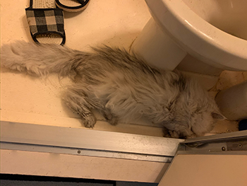 何故か便座の横