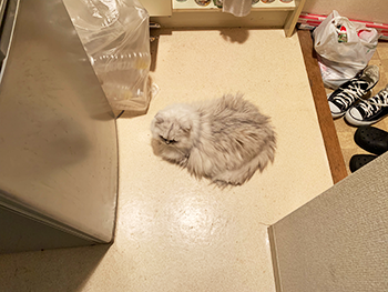 何故か冷蔵庫前