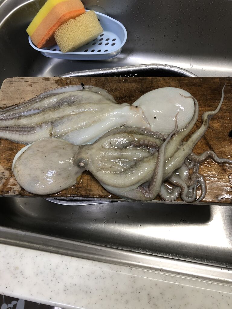 タコ釣り Kisuberaのblog タコ釣り Kisuberaのblog