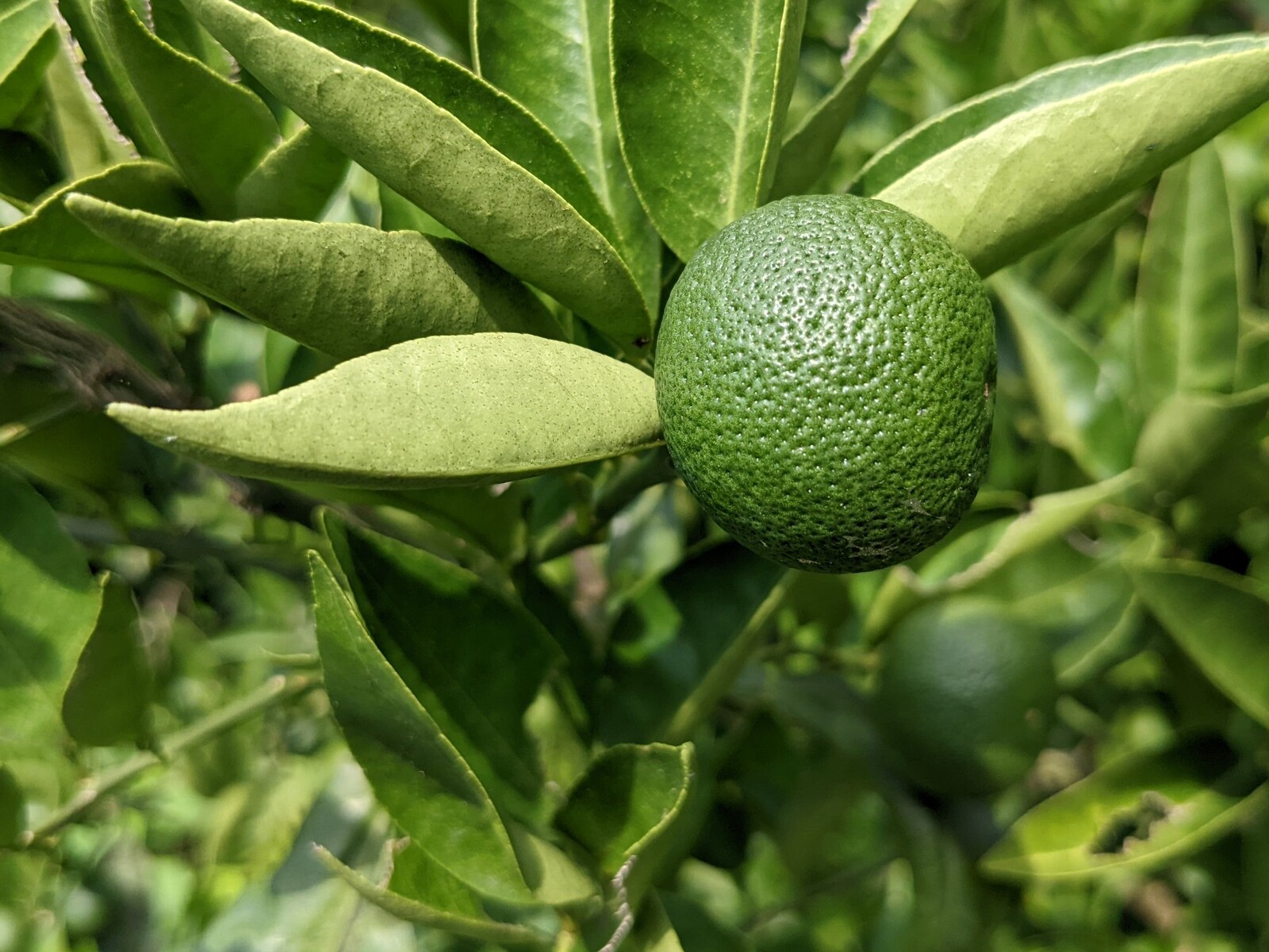 Kisuhunterのメモ書き 釣りなど 花 木