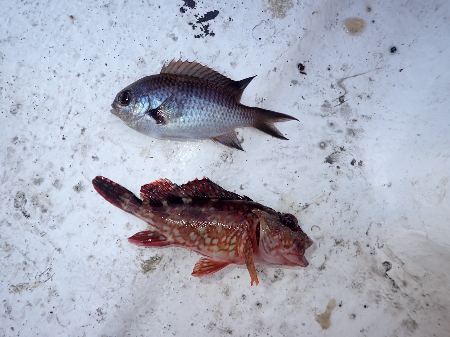 Kisuhunterのメモ書き 釣りなど 令和2年11月15日 日 釣行記録 スズキ シマフグ