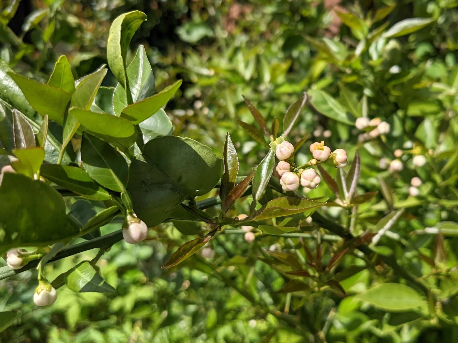 Kisuhunterのメモ書き 釣りなど 花 木