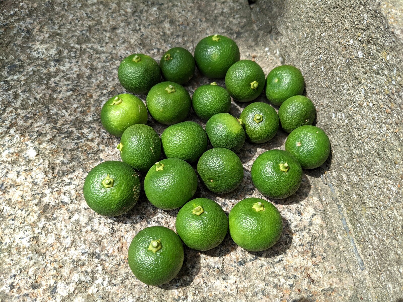 Kisuhunterのメモ書き 釣りなど 花 木