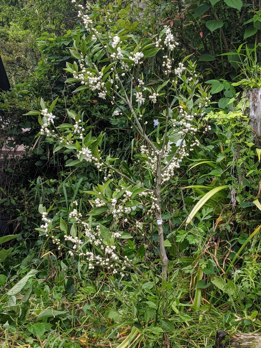 Kisuhunterのメモ書き 釣りなど スダチ