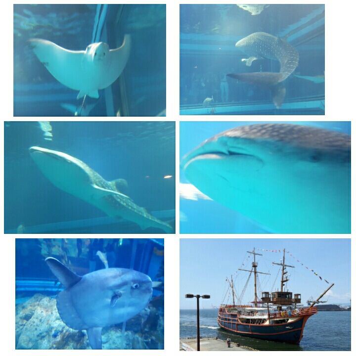 大阪海遊館 ジンベイザメ 二匹クロス ガチャ 安かわスプーンお土産 ポケモンｇｏ ピカチュウ 動画アップ Youtu Be Kpxqztzil5e List Pl6vf5buttxdaseyw0v Nrifiwaljqewtg 奈良 天理 唐古鍵 でヨガ 奈良歪み矯正ヨガ教室 奈良 天理 葛城 唐古鍵