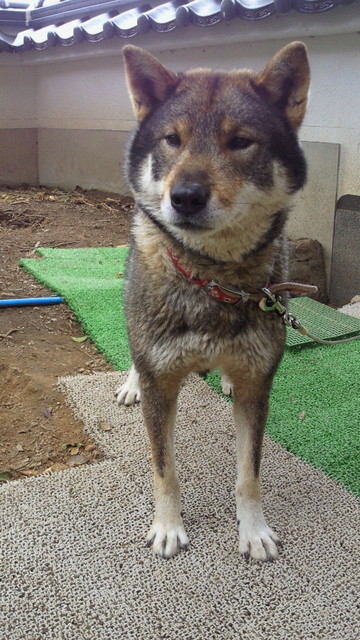 四国犬ももちゃんに会ってきました 紀州犬しろちゃん2 四国犬ももちゃんに会ってきました 紀州犬しろちゃん2