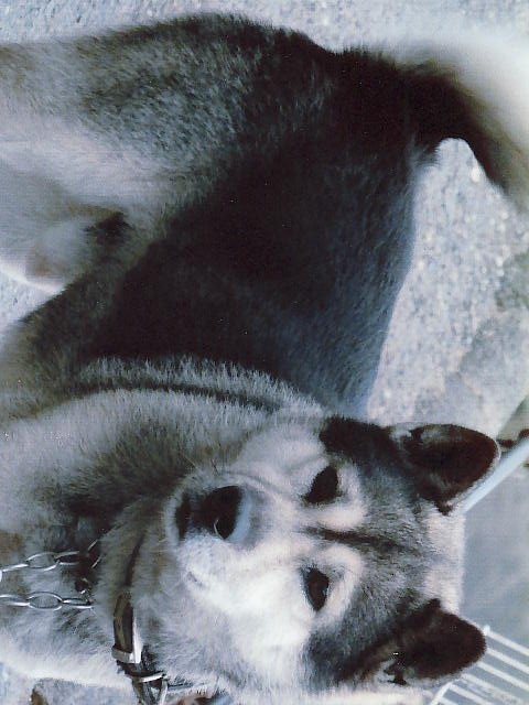 有色紀州犬 成瀧治朗号 紀州犬しろちゃん2