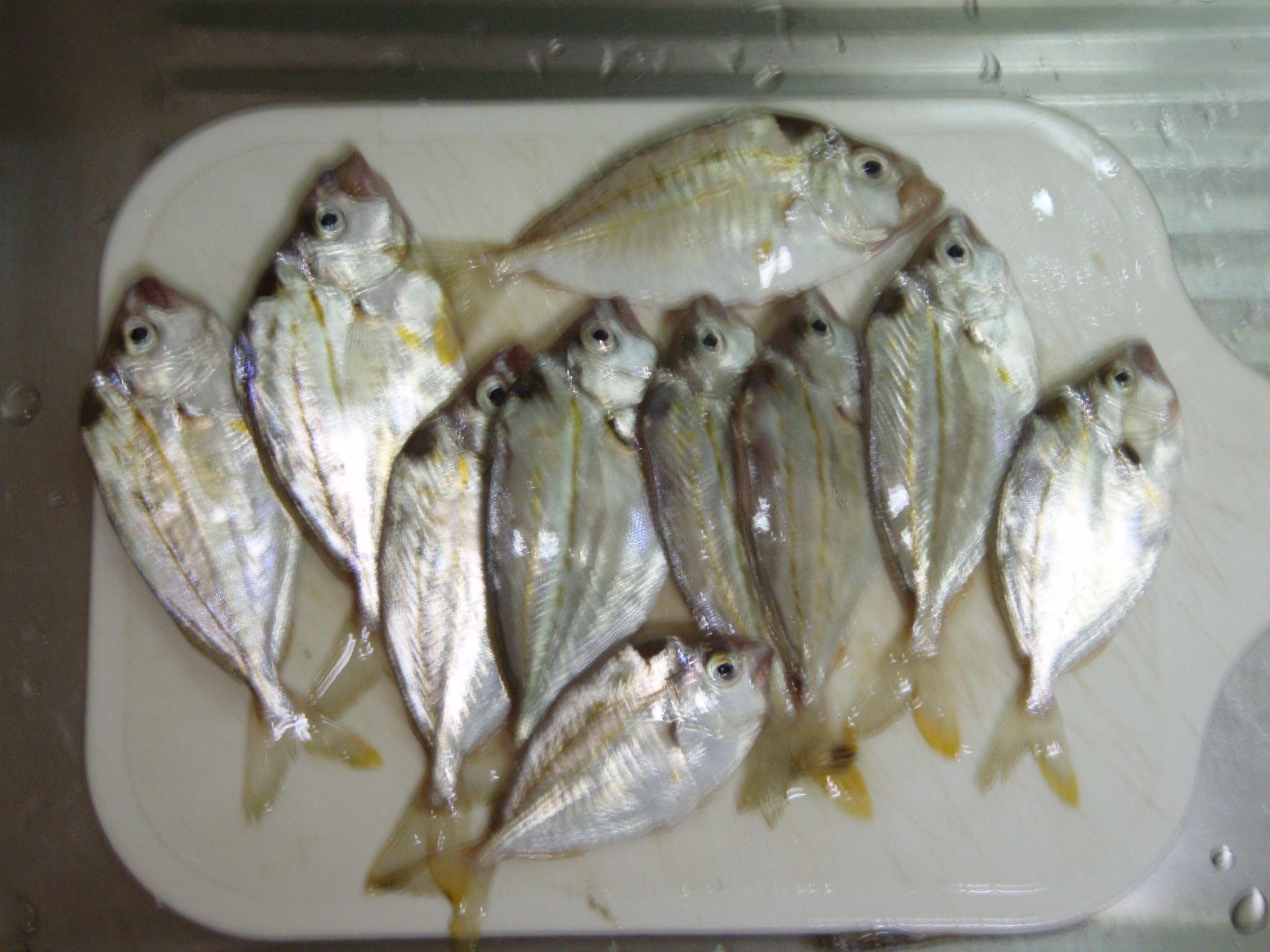 ヒイラギ釣と煮付け 気ままおやじのエッセンスとーく 釣日誌in 静岡 ヒイラギ釣と煮付け 気ままおやじのエッセンスとーく 釣日誌in 静岡