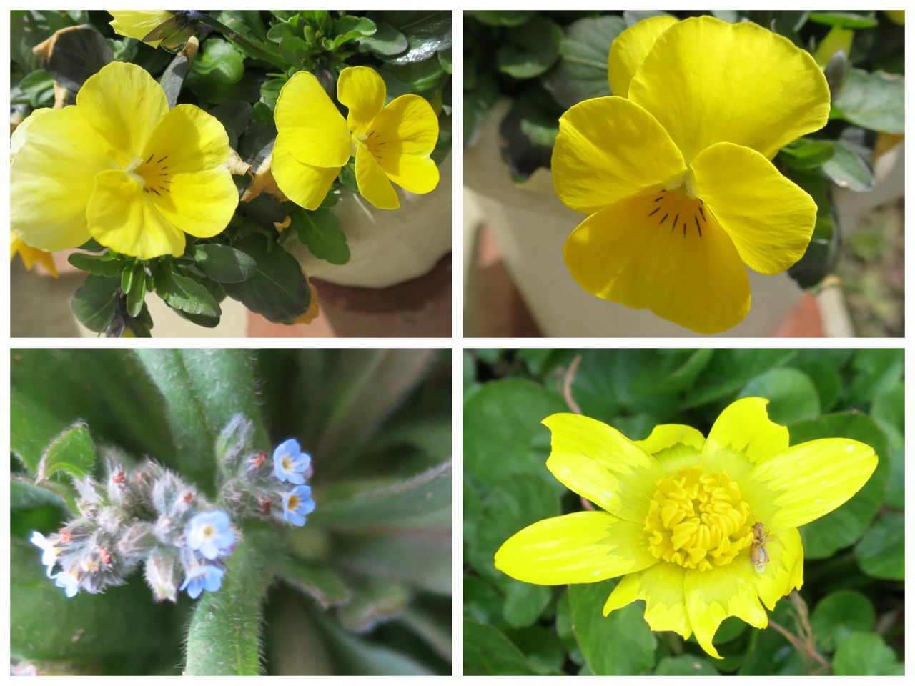 春の花は黄色から 日本は沈没しません