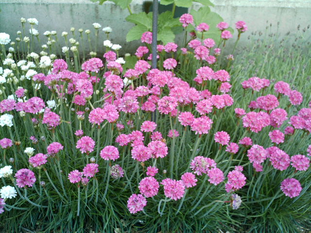 アルメリア お庭を花いっぱいに