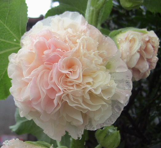 お庭を花いっぱいに ホリホック Livedoor Blog ブログ