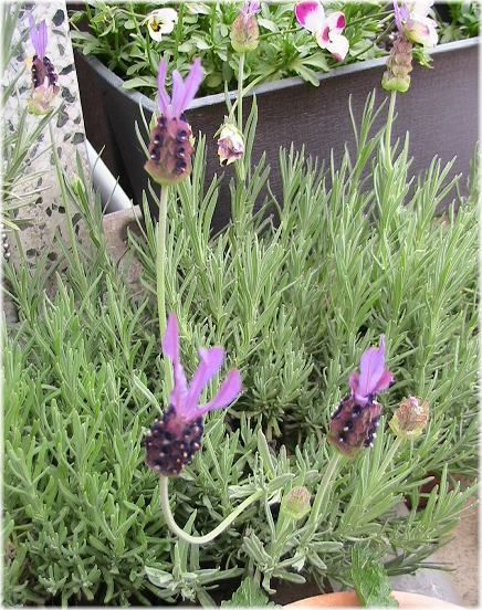 種まきからのラベンダー お庭を花いっぱいに