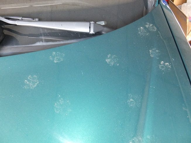 猫足車に猫足マーク Kitacompo Maniax 改訂版