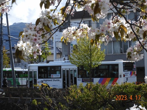 sakura