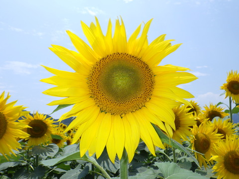 003