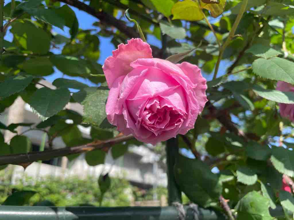 戸田駅南 Bz花壇の薔薇が咲きはじめました 昨年12月から5月の満開を期して手入れされてきた花壇です 特に香りの良い品種を集められています ぜひ足をお運びください 戸田市に住むと楽しいな