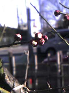 梅は咲いたか桜はまだか 戸田市に住むと楽しいな 梅は咲いたか桜はまだか 戸田市に住むと楽しいな