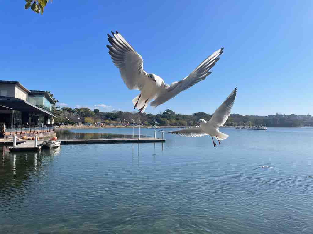 番外編 青く広い空 水辺に羽ばたく鳥の姿 ここはどこでしょう 戸田市に住むと楽しいな