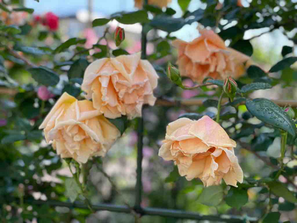 戸田駅南のbz花壇 薔薇が春の満開に向けて花開いてきました 香り豊かな薔薇の数々 どうぞ足をお運びください 戸田市に住むと楽しいな
