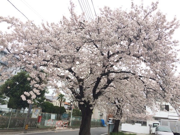 次の日曜日は 戸田植木市花フェスタ17 市役所1階入口に出番を待つフラワーツリーがあります 戸田市に住むと楽しいな 次の日曜日は 戸田植木市花フェスタ17 市役所1階入口に出番を待つフラワーツリーがあります 戸田市に住むと楽しいな