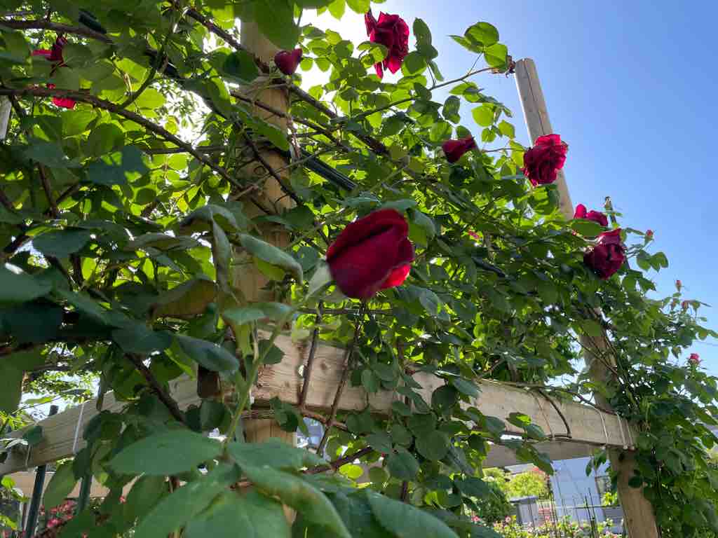 戸田駅南のbz花壇 薔薇が春の満開に向けて花開いてきました 香り豊かな薔薇の数々 どうぞ足をお運びください 戸田市に住むと楽しいな