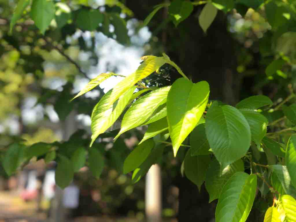 朝のご挨拶 人間万事塞翁が馬 は幸も不幸も簡単には予測できないという故事 ちなみに 人間万事塞翁が丙午 はそのタイトルを故事のパロディにした青島幸男氏の小説です 戸田市に住むと楽しいな