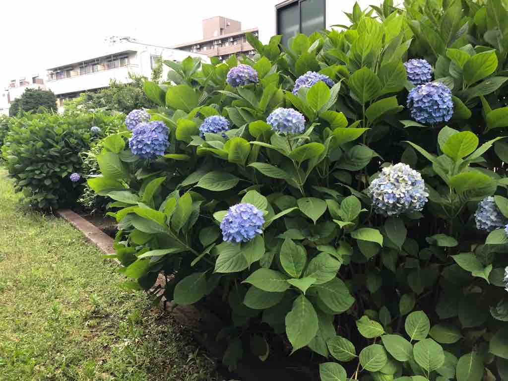 紫陽花が見頃に!戸田公園駅北側・まんようの花のみち : 戸田市に住む ...