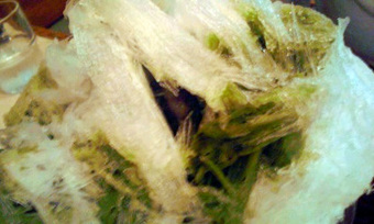 ŷ��ɹ�Τ���ɹ������ޤ��������̶载��Ź����