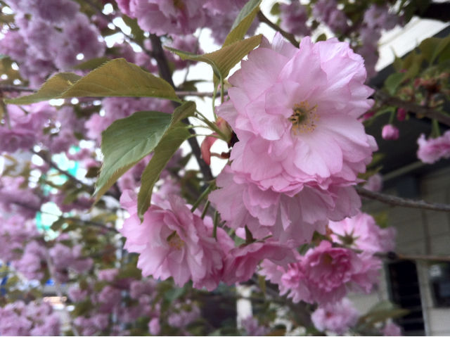 牡丹桜は八重桜 桜の思い出 戸田市に住むと楽しいな
