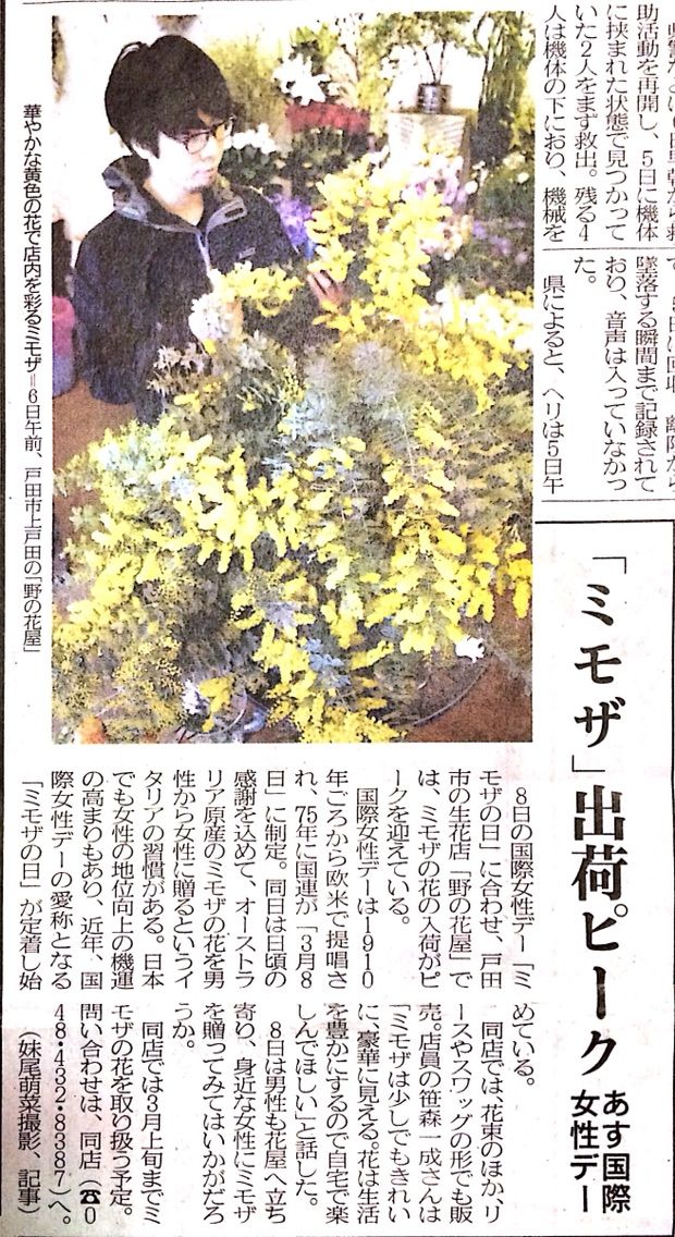 野の花屋さんが記事に 埼玉新聞 ミモザ 出荷ピーク あす国際女性デー 戸田市に住むと楽しいな
