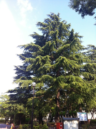 写真 2013-05-03 16 26 27