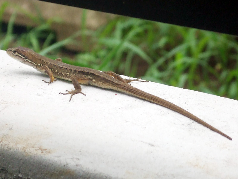 か かべちょろだ 戸田市に住むと楽しいな