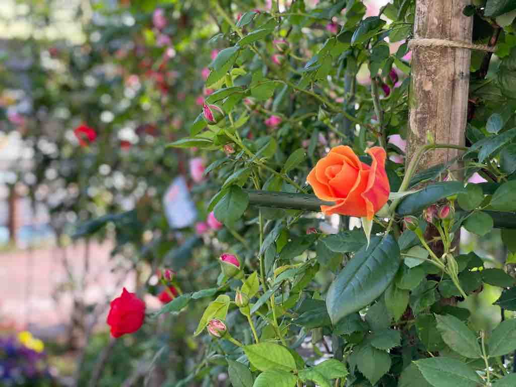 戸田駅南のbz花壇 薔薇が春の満開に向けて花開いてきました 香り豊かな薔薇の数々 どうぞ足をお運びください 戸田市に住むと楽しいな