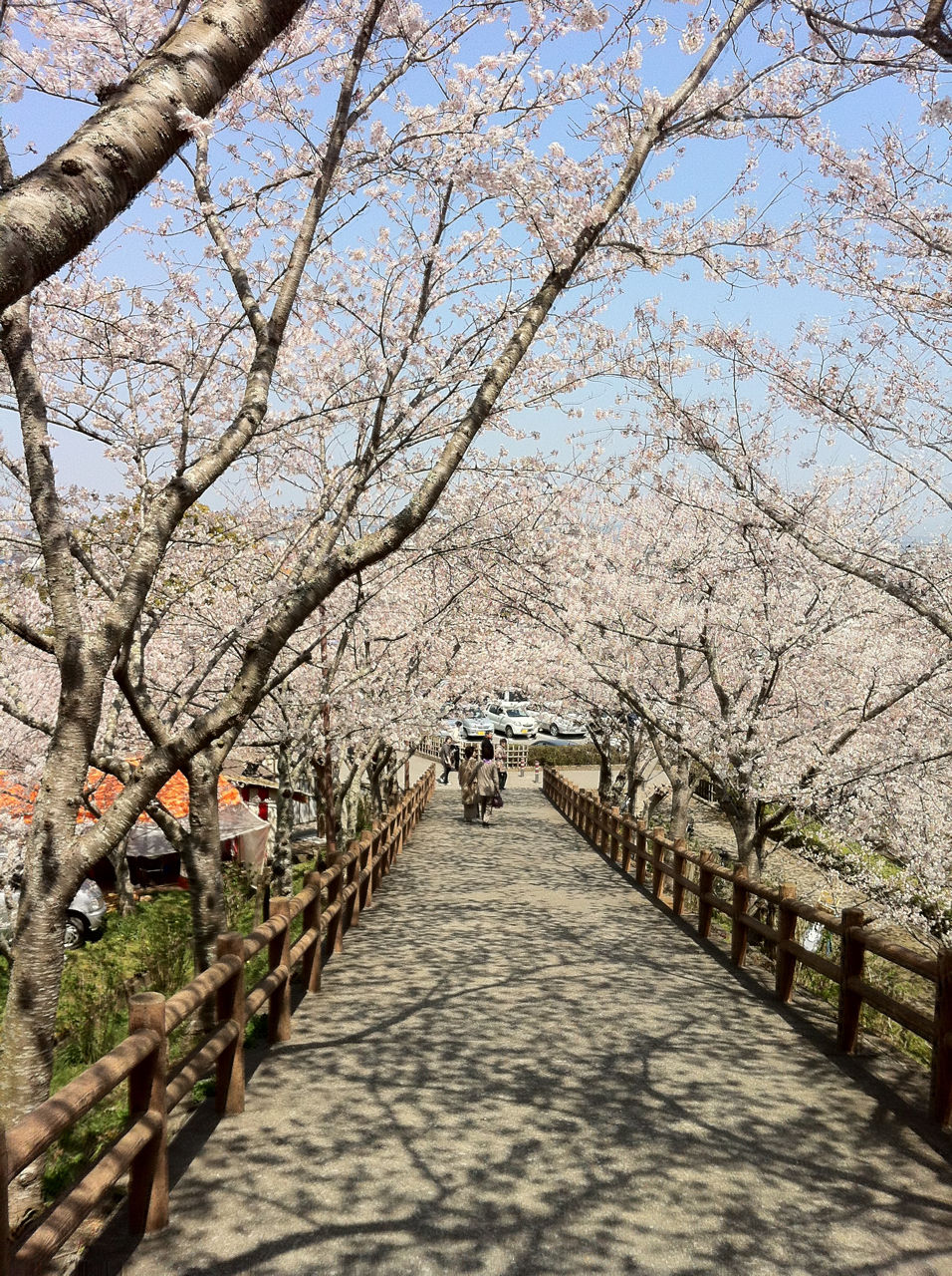 番外編 実に見事だった千葉県館山市 館山城の桜の風景 戸田市に住むと楽しいな
