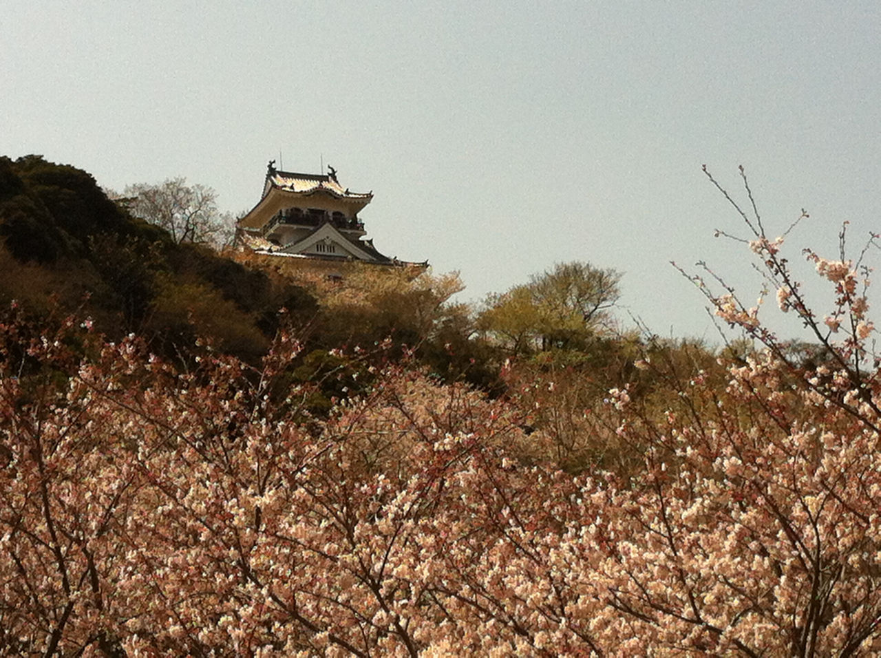 番外編 実に見事だった千葉県館山市 館山城の桜の風景 戸田市に住むと楽しいな