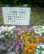 ���ĻԤ�����Į�񤬰�ƤƤ������