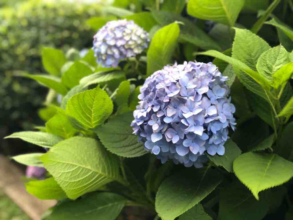 紫陽花が見頃に!戸田公園駅北側・まんようの花のみち : 戸田市に住む ...