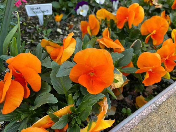 IMG_8327