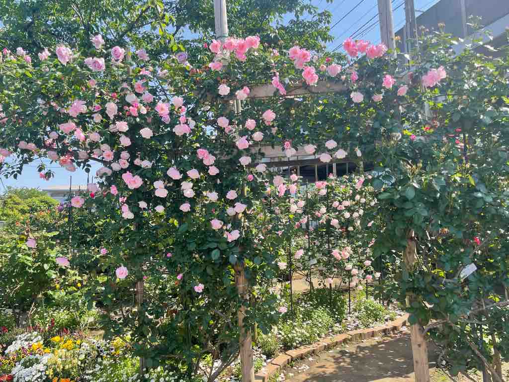 戸田駅南のbz花壇の薔薇が満開になりました ここは特に香りの良い薔薇を集めた花壇です 連休中は老若男女問わずお花を楽しむ市民の方の姿が見られました 戸田市に住むと楽しいな