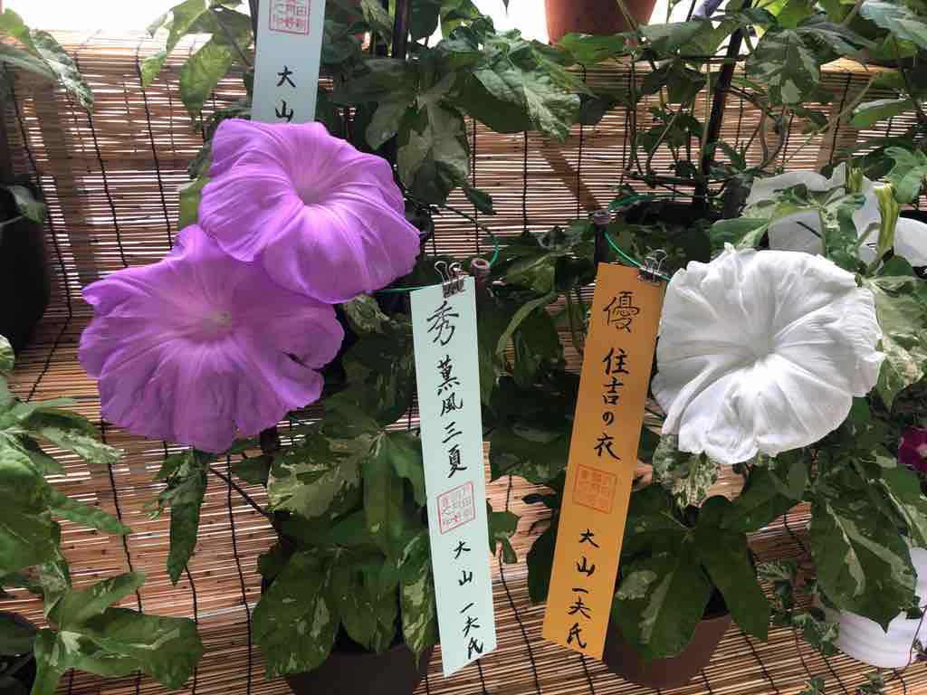 イベント 大輪朝顔展示会は明日が最終日 上戸田地域交流センターあいパルで明朝11時まで 惚れ惚れするほど美しい見事な朝顔を観に どうぞ足をお運びください 戸田市に住むと楽しいな