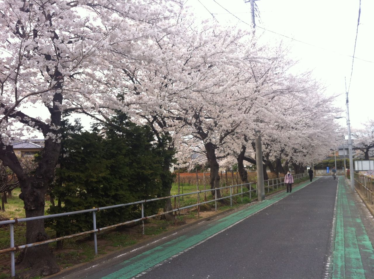 戸田市本町の多福院裏手の桜 かじやさくら緑地の桜トンネル 戸田市に住むと楽しいな 戸田市本町の多福院裏手の桜 かじやさくら緑地の桜トンネル 戸田市に住むと楽しいな