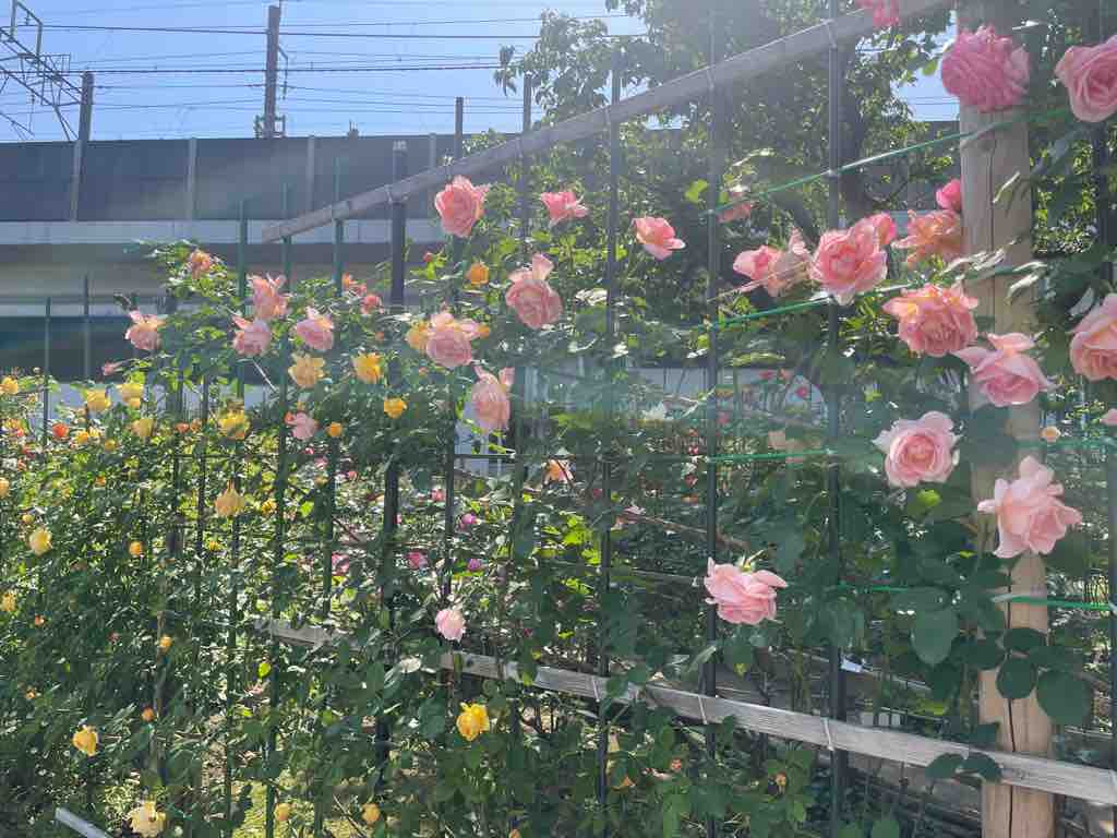 戸田駅南のbz花壇の薔薇が満開になりました ここは特に香りの良い薔薇を集めた花壇です 連休中は老若男女問わずお花を楽しむ市民の方の姿が見られました 戸田市に住むと楽しいな