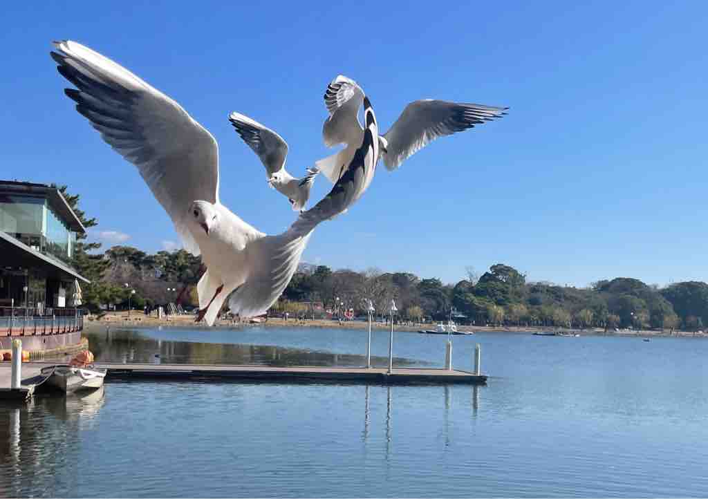 番外編 青く広い空 水辺に羽ばたく鳥の姿 ここはどこでしょう 戸田市に住むと楽しいな