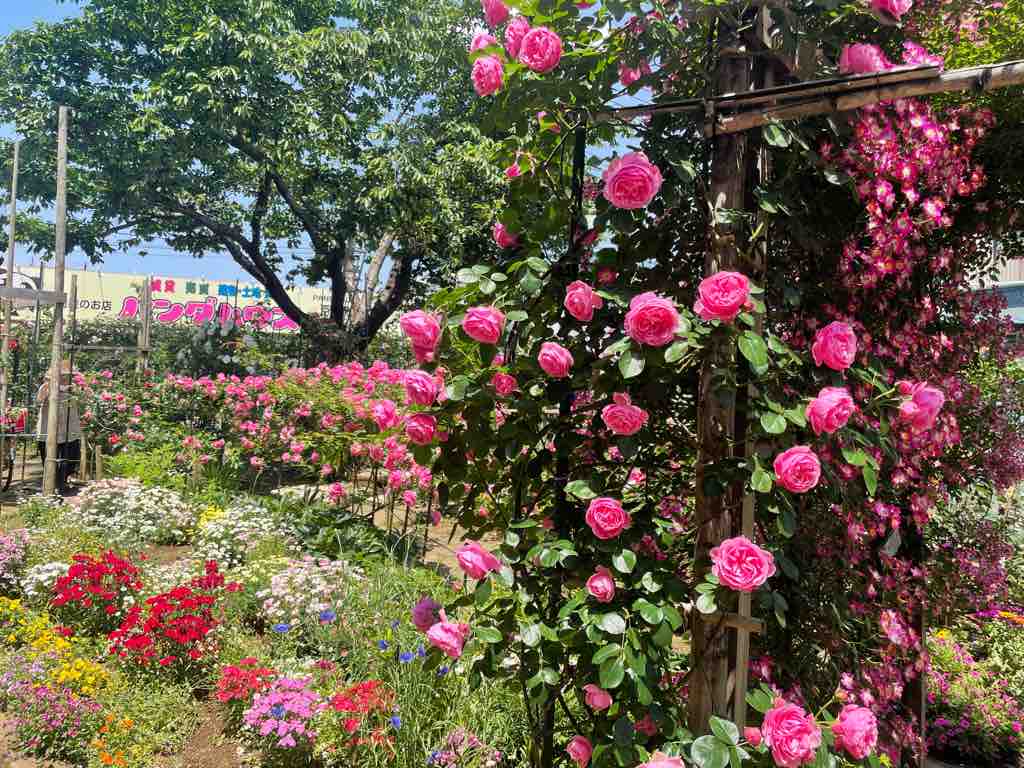 Bz花壇に咲き誇る満開の薔薇 盛りは過ぎましたがまだ大丈夫です 連日多くの方々が立ち寄り香りを楽しまれています 手入れをされている方も目を細めて喜ばれていました 戸田市に住むと楽しいな
